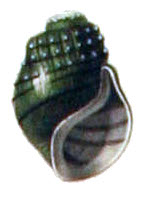 Leptoxis plicata shell 2