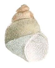 Filopaludina javanica shell 3