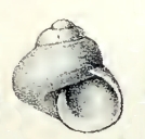 Nanula tasmanica 001.jpg