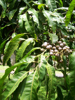 Elattostachys nervosa leaves fruit.jpg