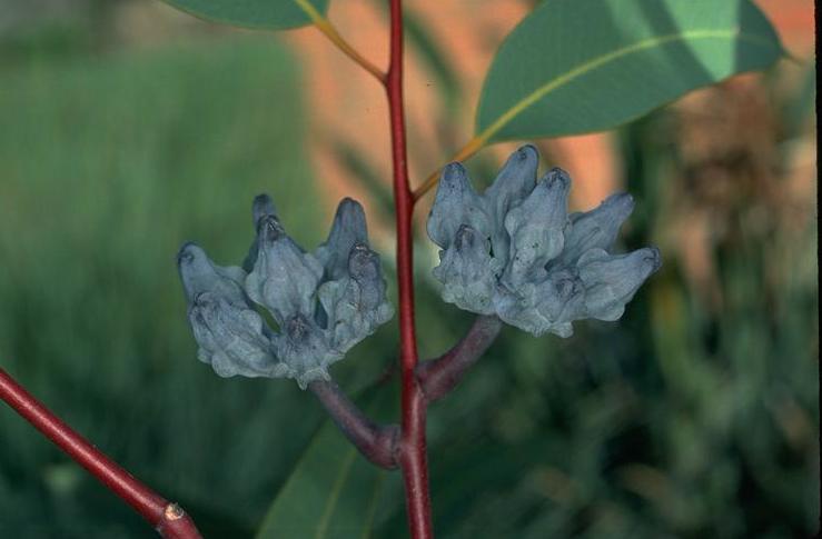 Eucalyptus miniata buds