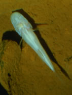 AlabamaCavefish.jpg
