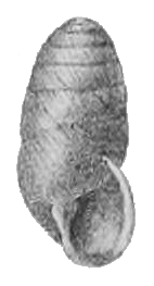 Edentulina moreleti shell.png