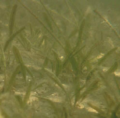 Johnsons seagrass.jpg