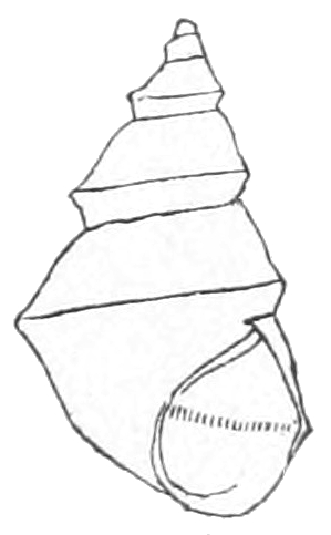 Pyrgulopsis nevadensis shell 3