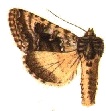 Syngrapha groenlandica