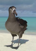 Black Footed Albatross - Kilauea Point NWR
