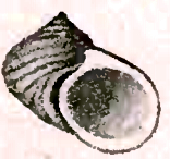 Fossarina patula 001.jpg