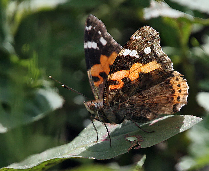Painted Lady I IMG 6702