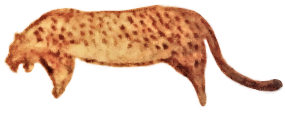 Chauvet leopard rock art (white background).png
