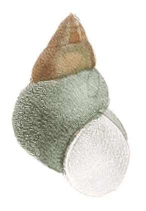 Filopaludina javanica shell