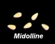Midolline.jpg