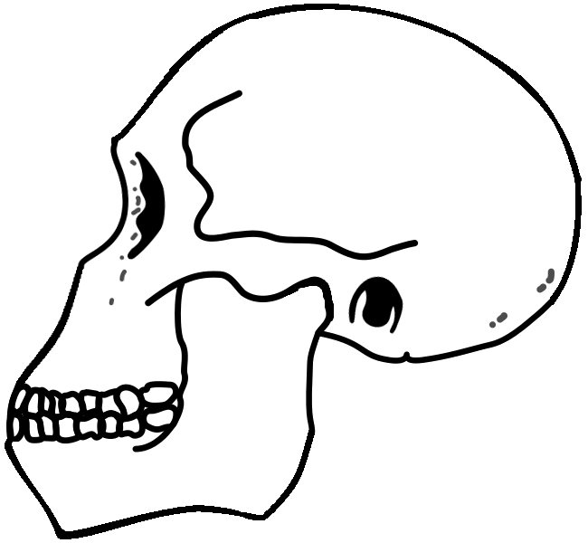 Rudolfensis Skull