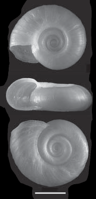 Biomphalaria tenagophila shell