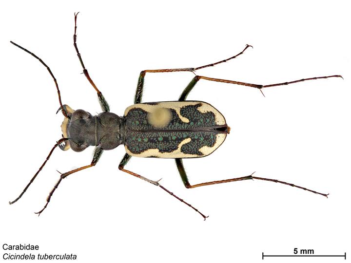 Cicindela tuberculata