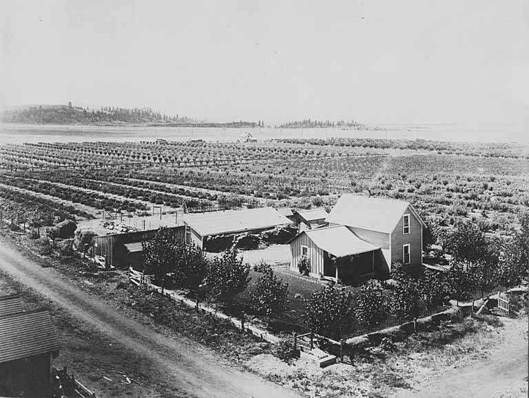 Image Home surrounded by orchards, Greenacres, Washington, approximately 1903 (WASTATE 1660)