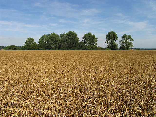 Barley Crop - geograph.org.uk - 35852