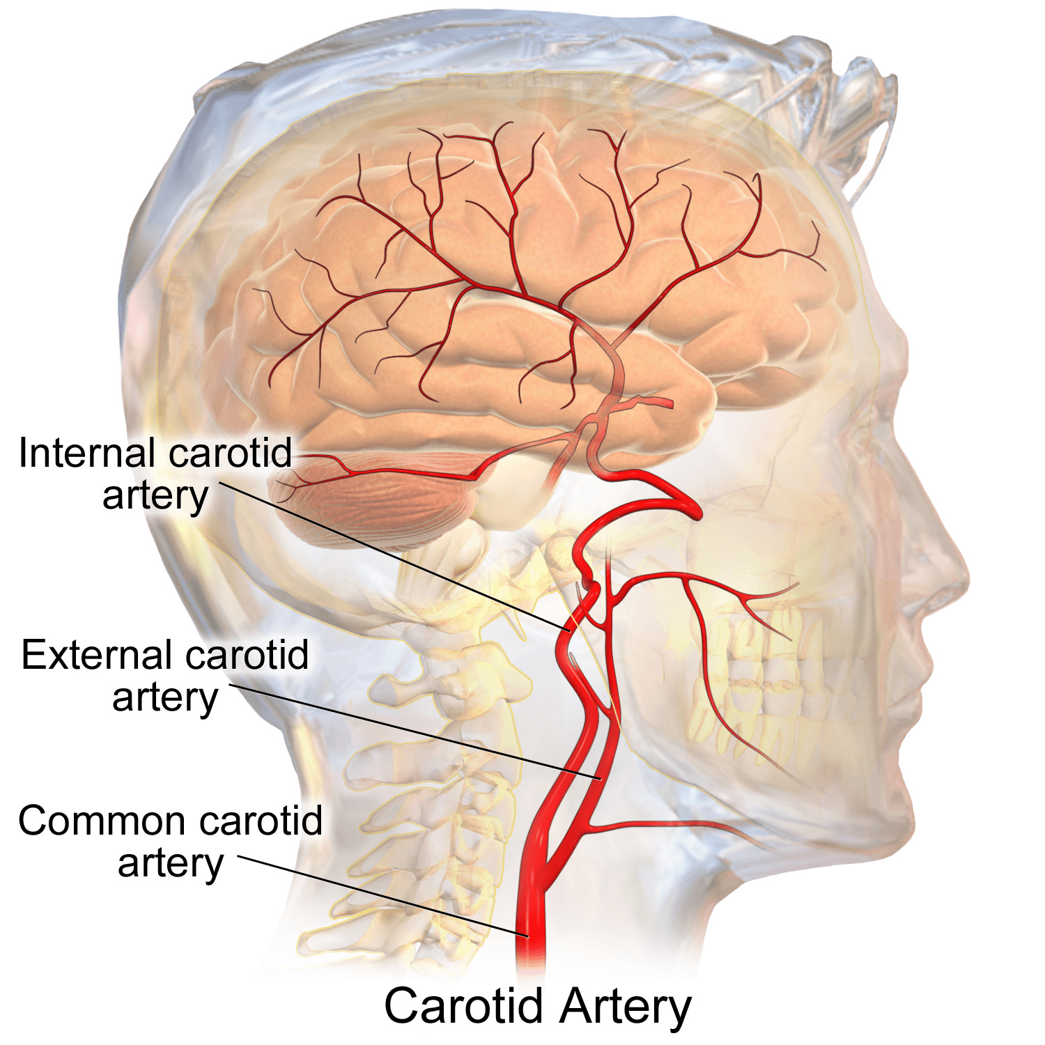 Головная боль сосуды головы. ВСА артерия головного мозга. Сосуды головного мозга Сонная артерия.