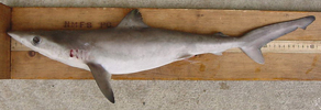 Carcharhinus signatus juvenile