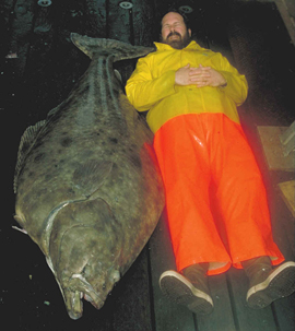 Large Pacific halibut