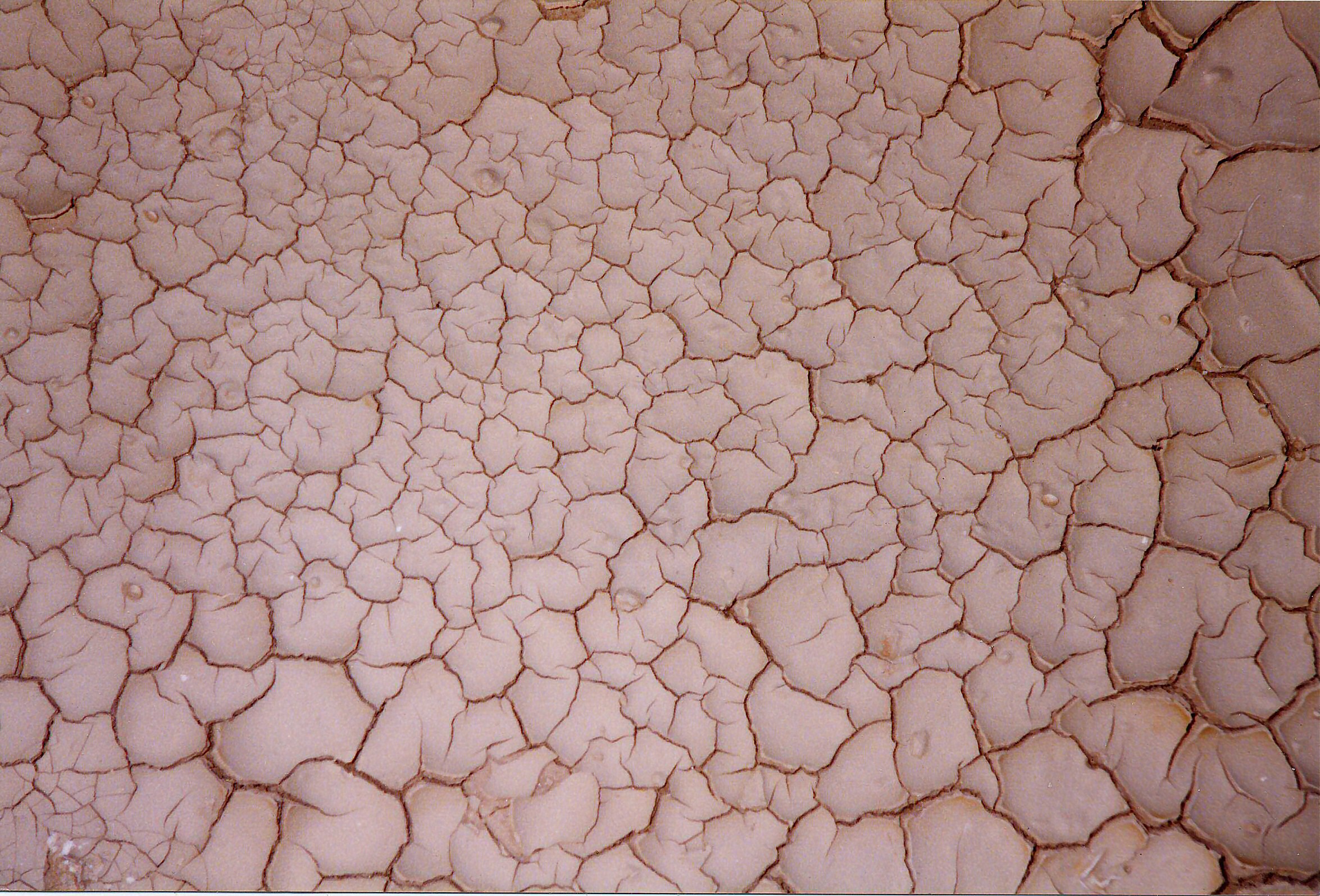 Drying elastic mud with mostly 120-degree cracks.