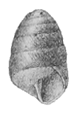 Edentulina moreleti shell 4