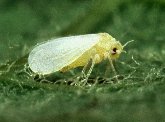 Silverleaf whitefly