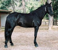Cavall mallorqui 1