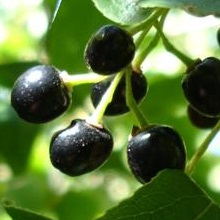 Maqui chileno berry