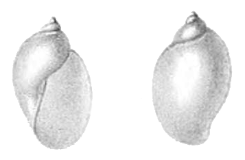 Radix natalensis shell 3