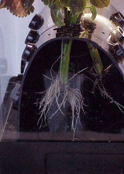 Aeroponic-propagation-soft-tissue