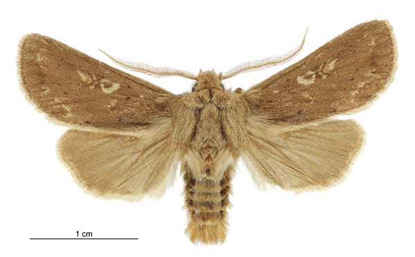 Graphania pagaia male
