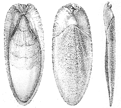 Herklots 1859 I 2 Sepia officinalis - schelp
