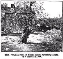 Rhode Island Greening original apple tree in Foster RI