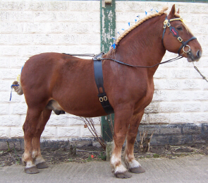 A Suffolk stallion