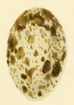 Egg of Acrocephalus rehsei (Finsch)