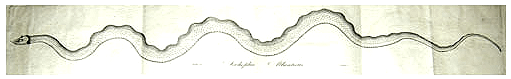 1817 serpent LinnaeanSociety Boston APS.png