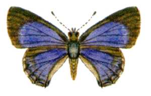 Acrodipsas myrmecophila (ento-csiro-au)
