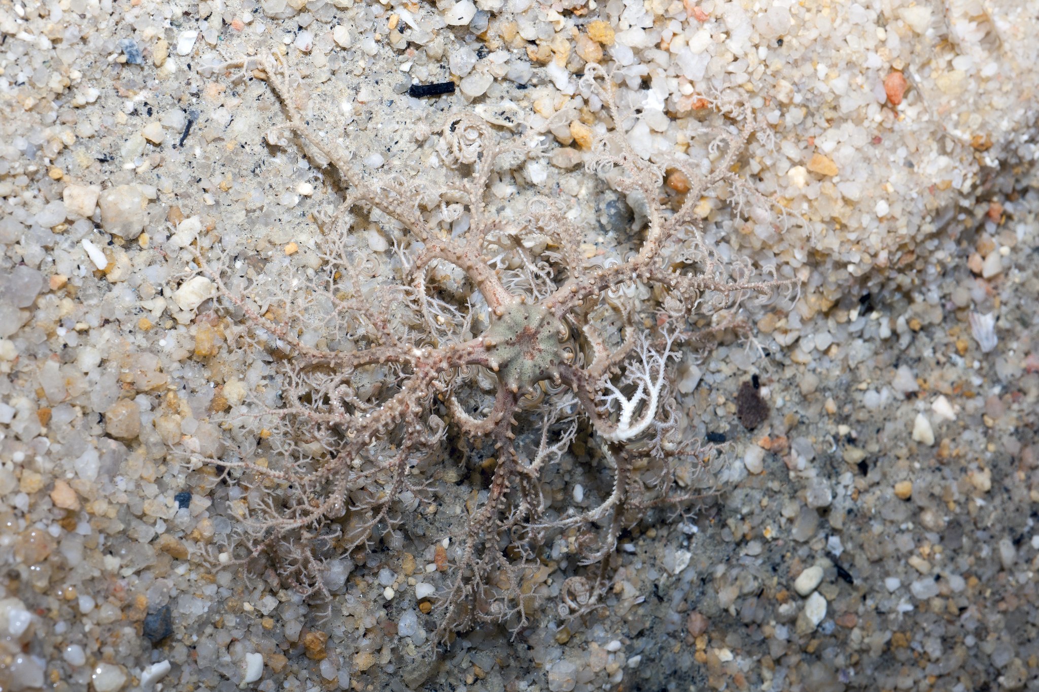 Brittle star Facts for Kids
