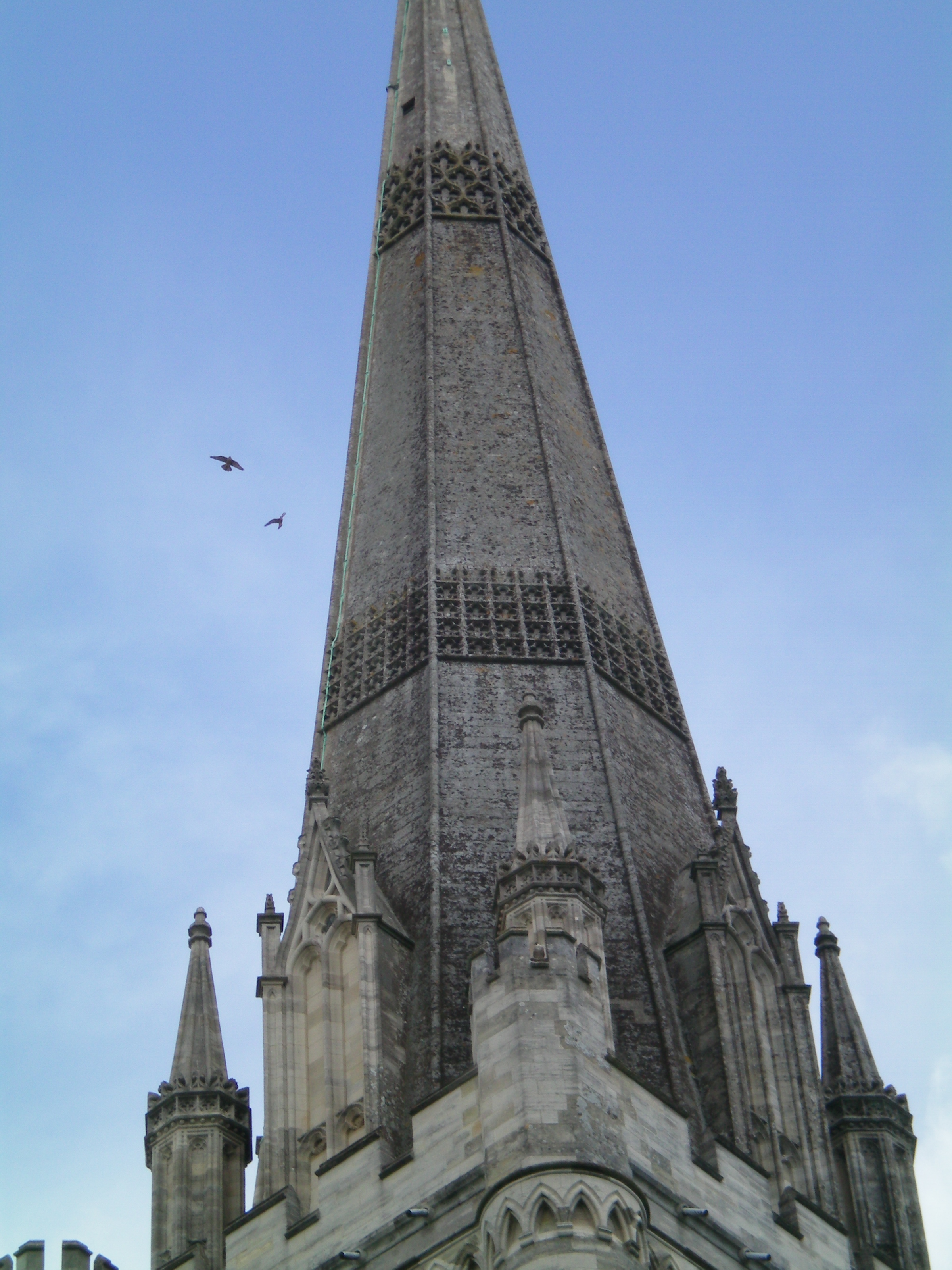 Peregrine falcons in flight over the cathedral
