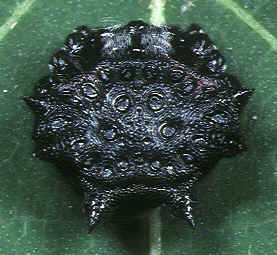 Gasteracantha.mammosa.female.6.-.tanikawa