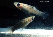 Gambusia rhizophorae. Picture by The Native Fish Conservancy