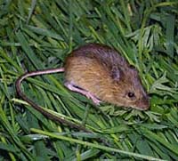 Pacific jumping mouse.jpeg