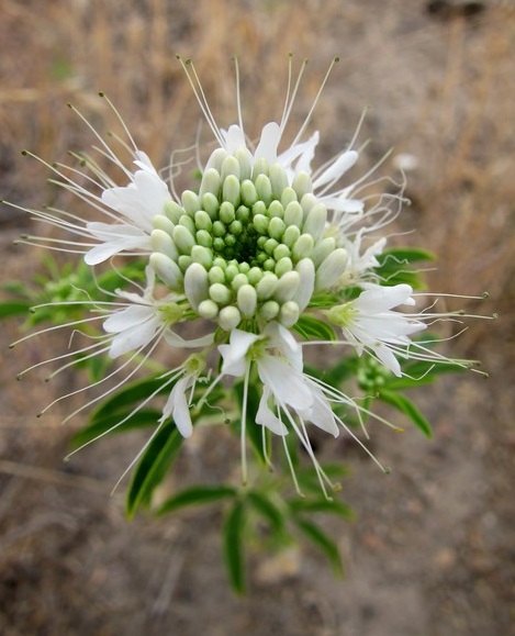 Cleome serrulata white