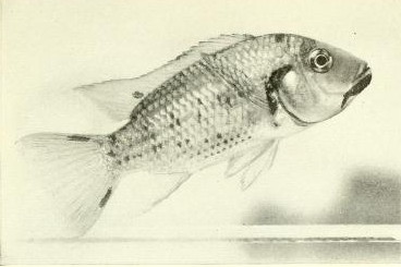 The complete aquarium book; the care and breeding of goldfish and tropical fishes (1936) (20049224674)