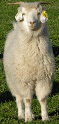 Australian cashmere goat