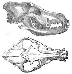 Dingoskull