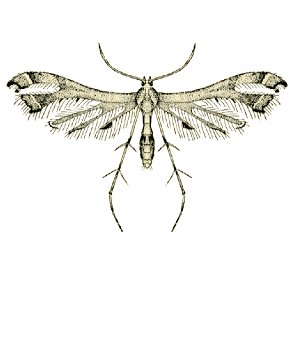 Lantanophaga pusillidactylus (ento-csiro-au).jpg
