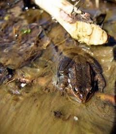 Cascades frog and beaver-chewed stick, Gurnsey Creek, Tehama County