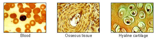Illu connective tissues 2.jpg